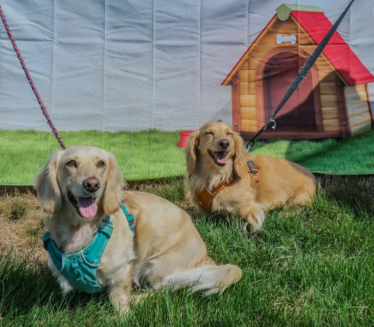 Pet Soir&eacute;e at North Mt. Carmel Dog Park