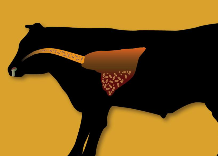 BEEF CATTLE HEALTH PROGRAM visual data 7