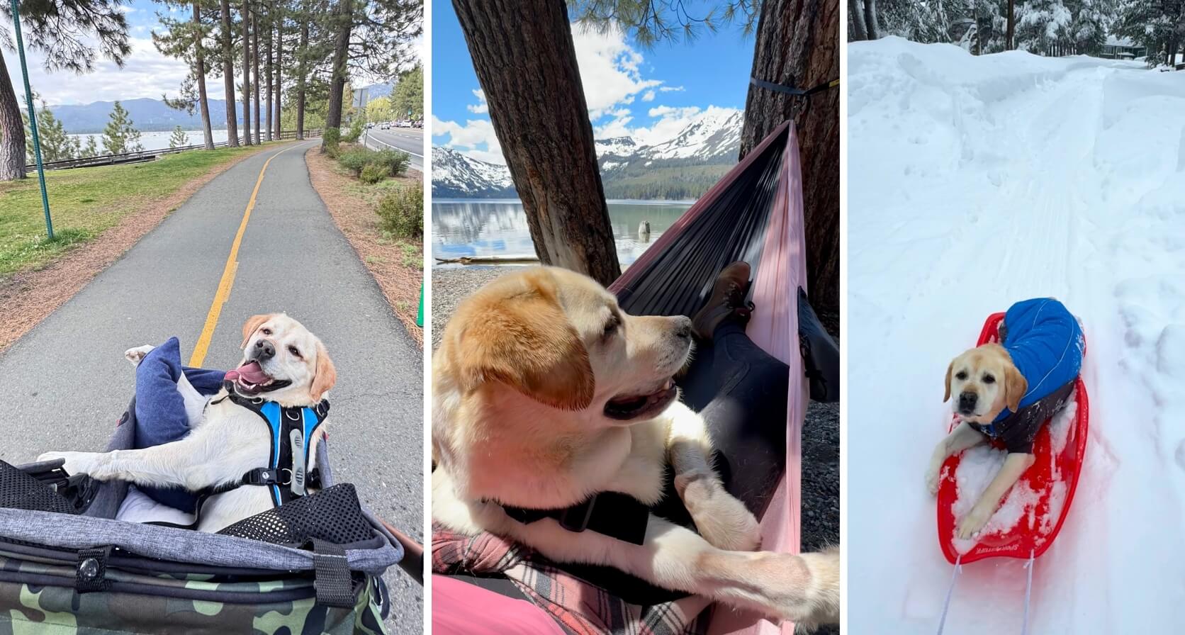 Koda the Labrador enjoying stroller adventures by the lake, in a hammock, and in the snow during his recovery.