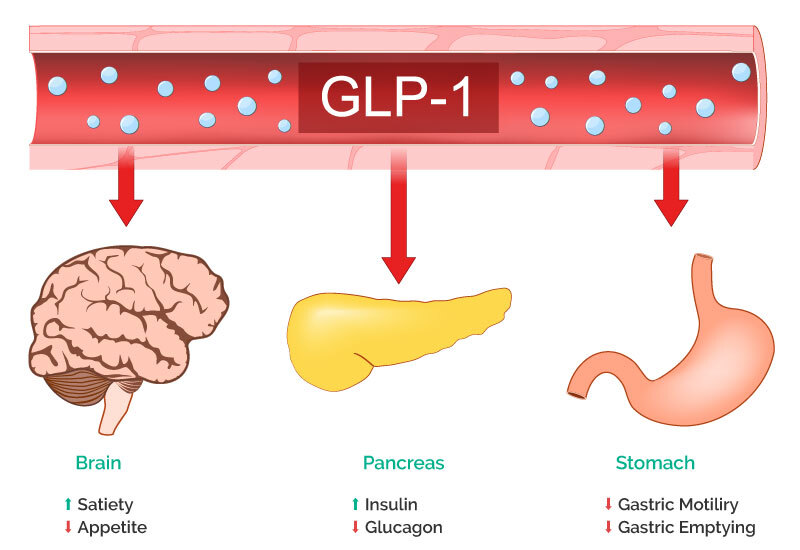 Nutritional Support For Digestion & The Microbiome When Taking GLP-1s