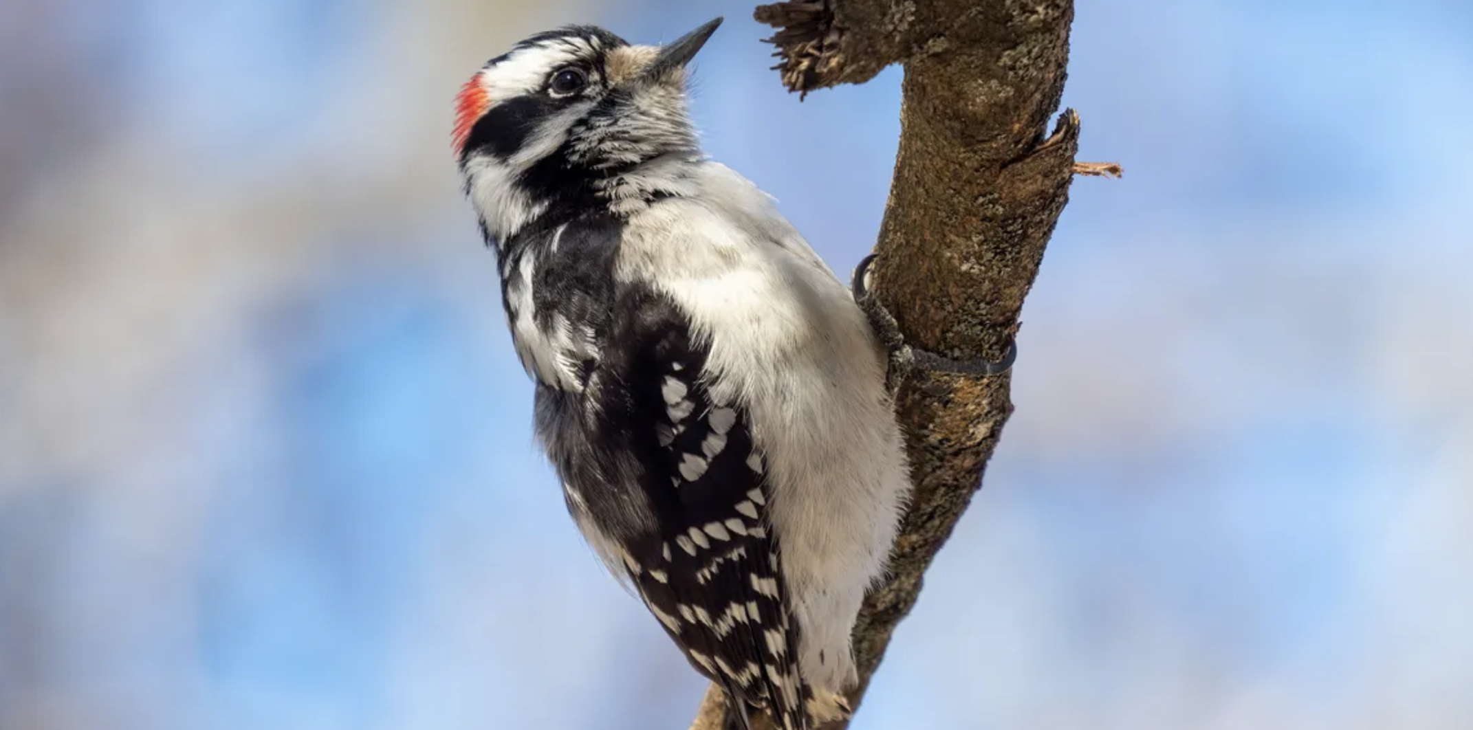 A woodpecker mid-peck with a debunked ‘my tongue is a seatbelt for my brain’ thought bubble