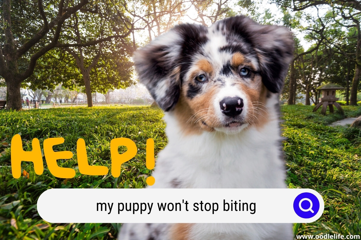 My Puppy Won’t Stop Biting Me! (8 Solutions That’ll Actually Work 2024)