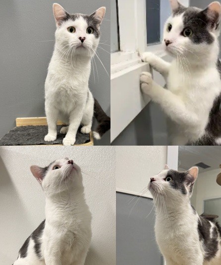 Kasen, an adoptable cat at the Jefferson County Animal Resource Center