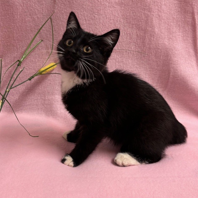 Adoptable tuxedo kitten of the week