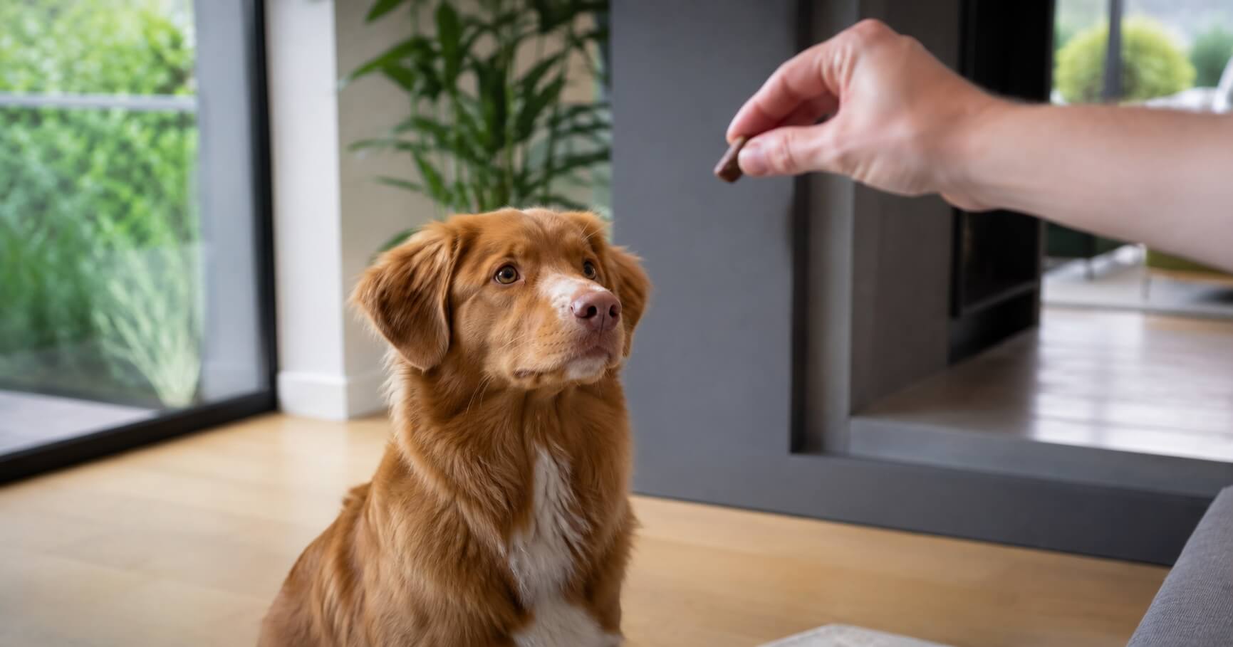Dog staring at a treat while waiting and resisting temptation.