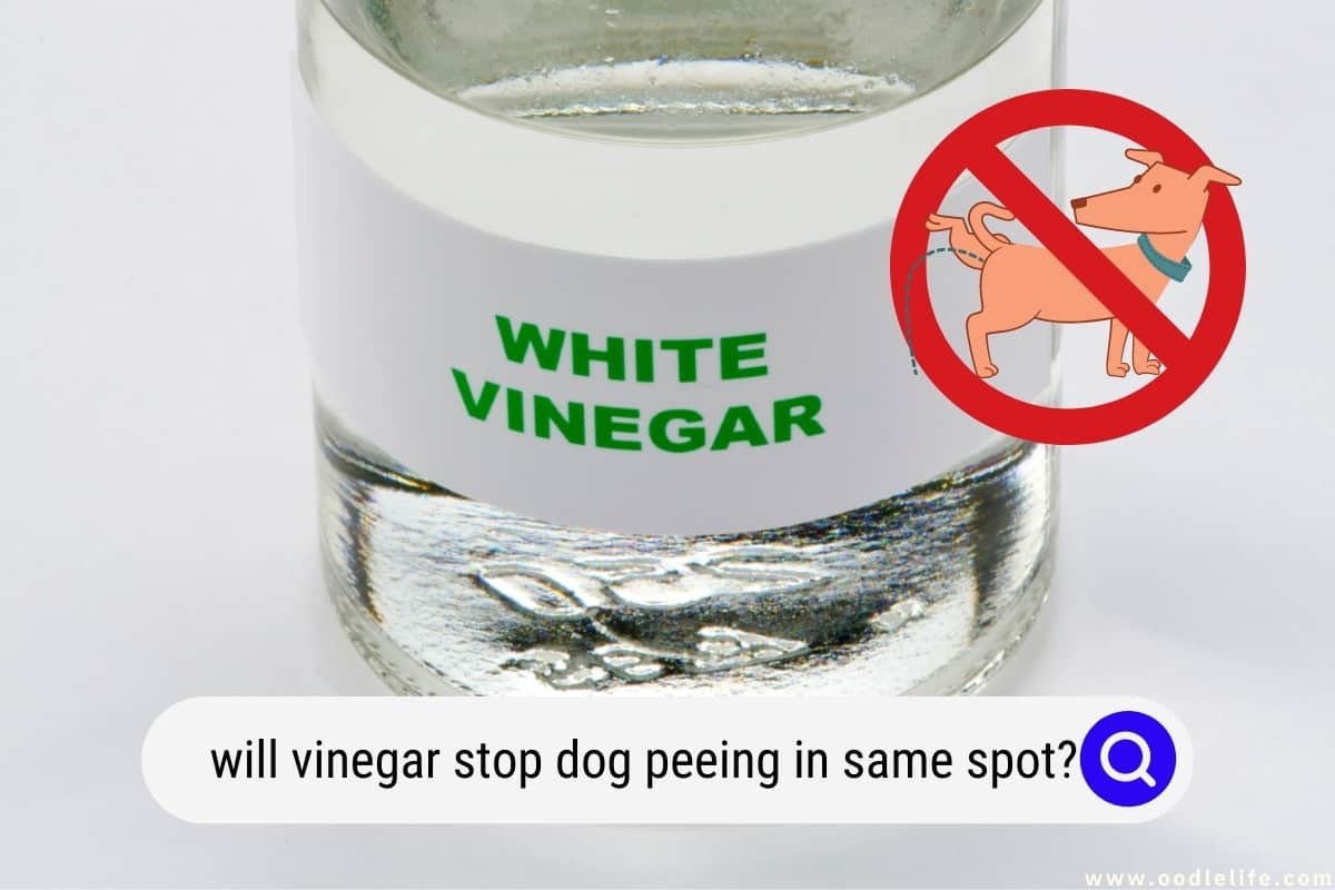 How Long Will Vinegar Stop Dog Pooping In Same Spot