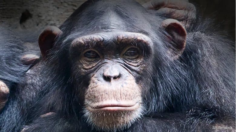 A chimpanzee resting its chin on its hand