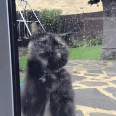 A cat begging to be let in