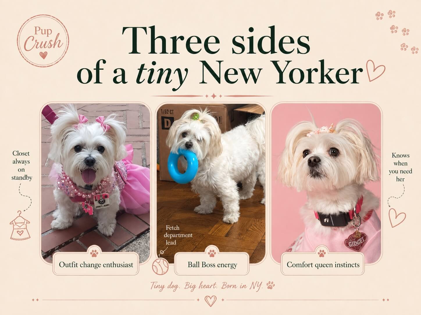 Gidget in three different outfits with her Pup Crush titles and Ball Boss red flag