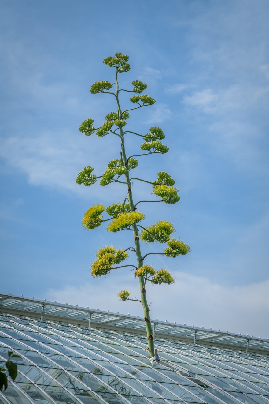Century plant stalk through the Phipps greenhouse roof