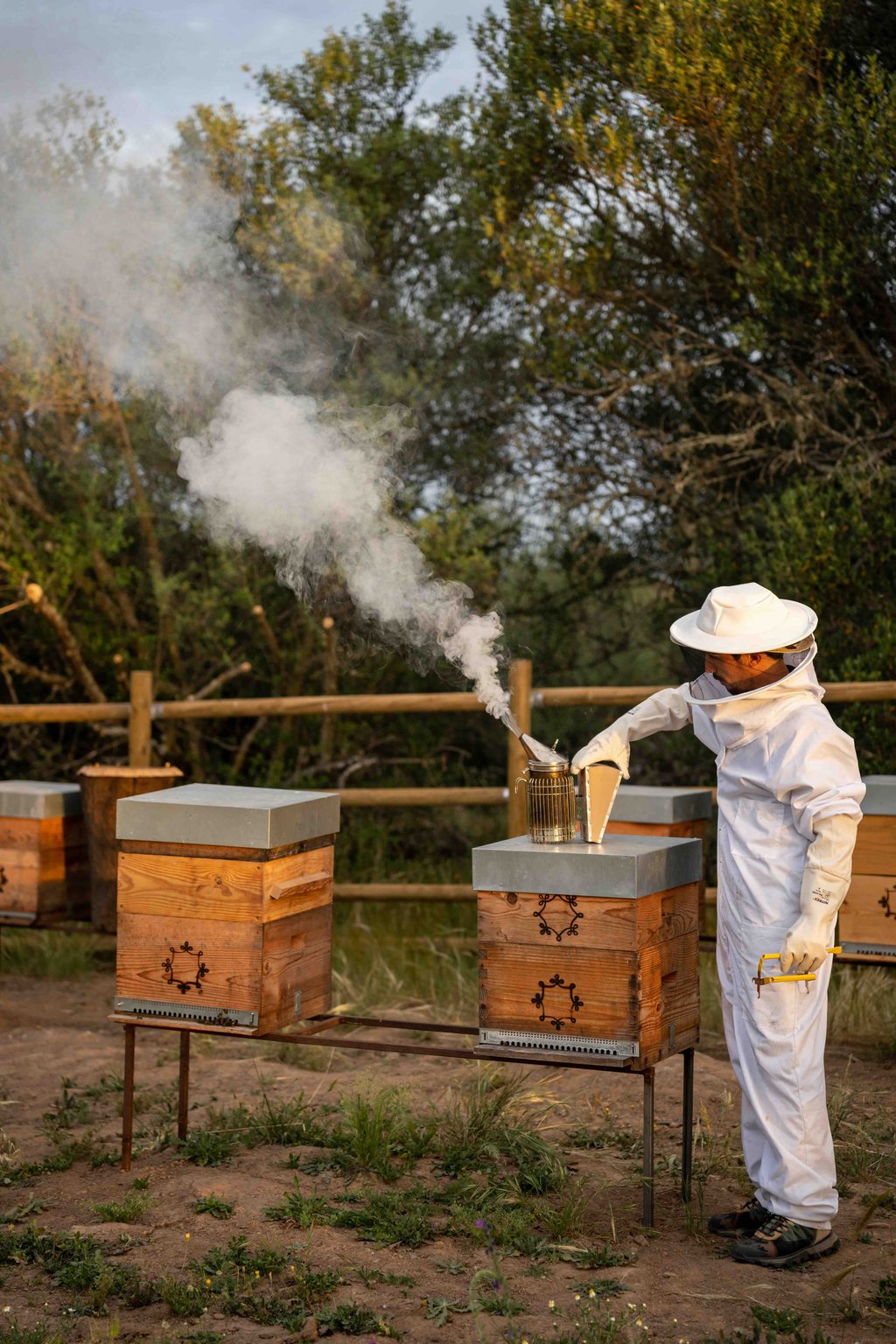 Beekeeper tending hives at São Lourenço do Barrocal