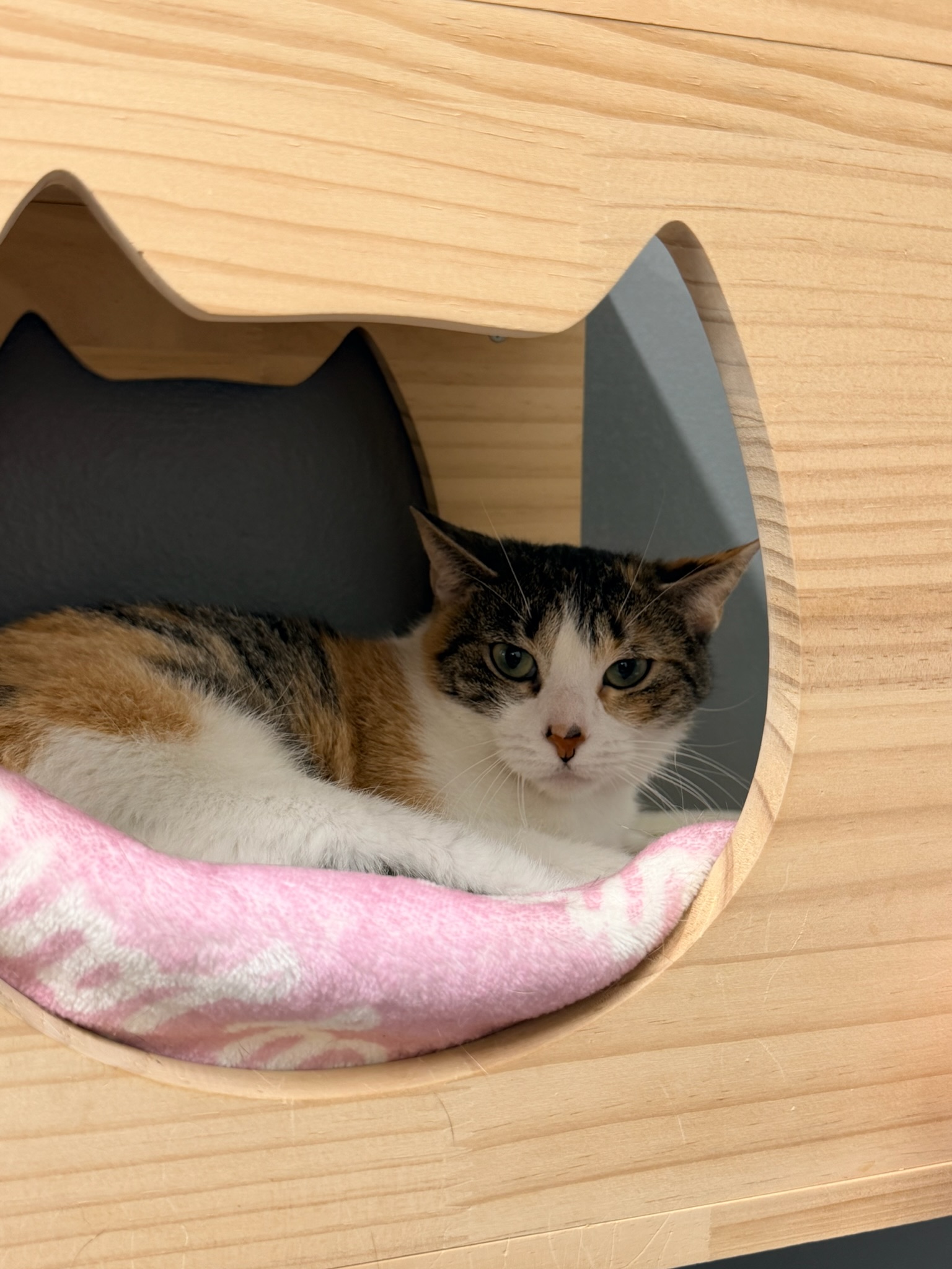 INSERT_ALT_TEXT_HERE