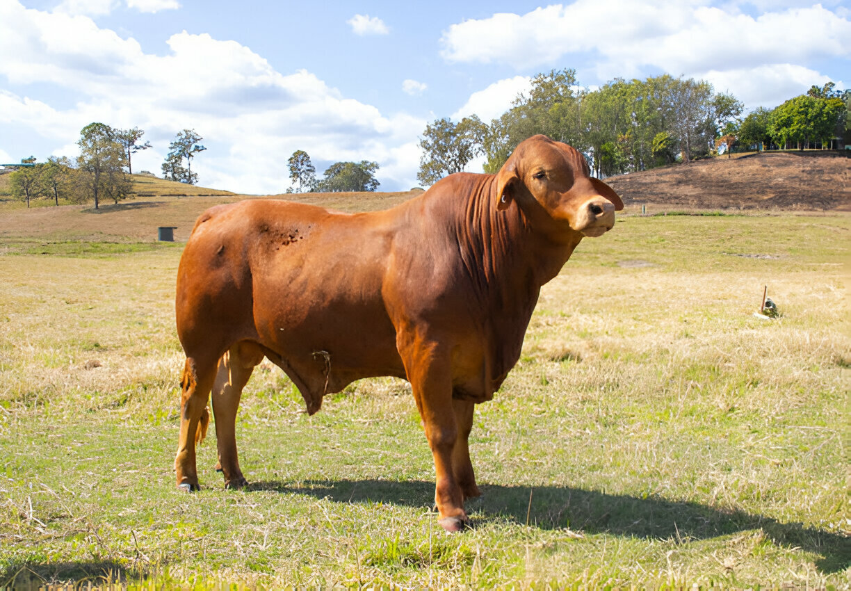 How to build a better cow