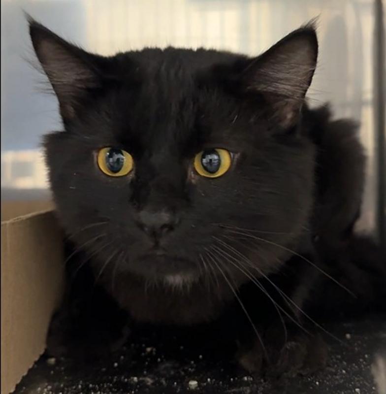 Barn cat 840606