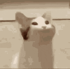 A cat with a fish