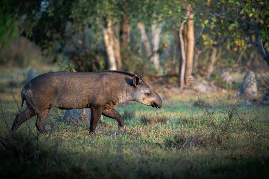 South American Tapir in profile