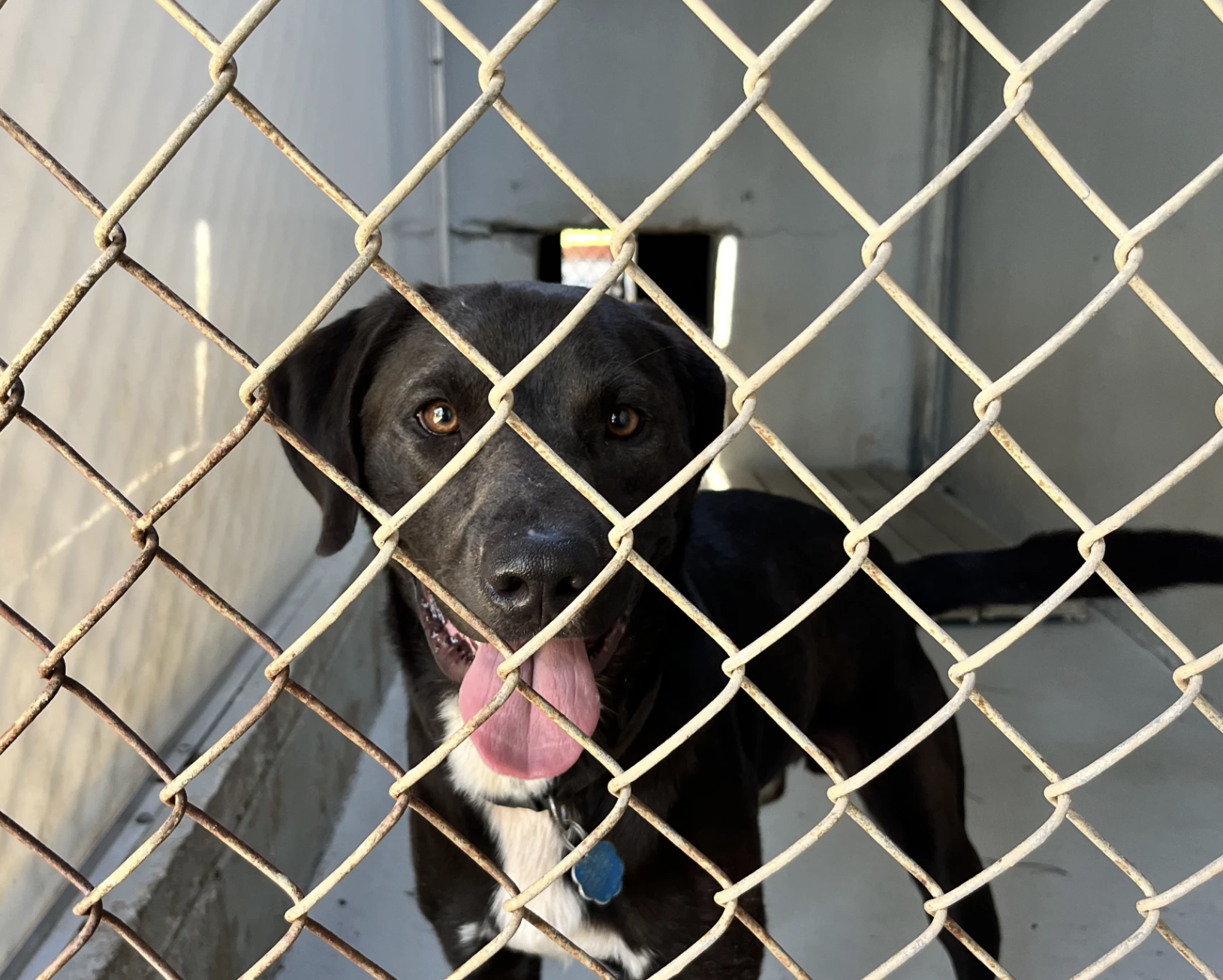 πΎ How Athens' foster pet program is back