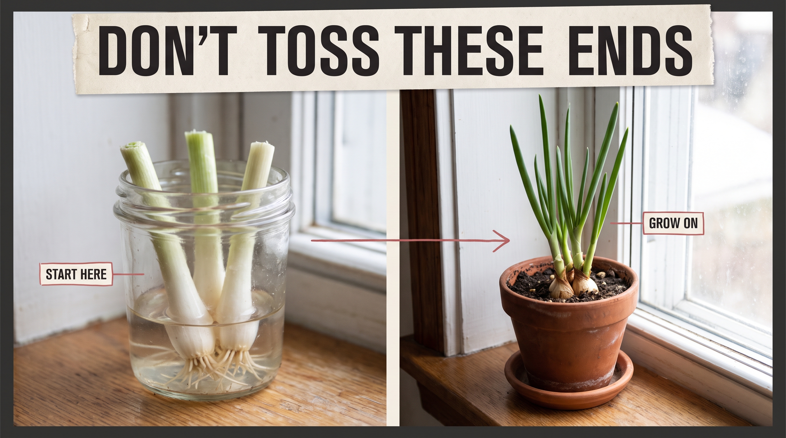 Illustration: rooted onion ends in shallow water and an established potted plant.