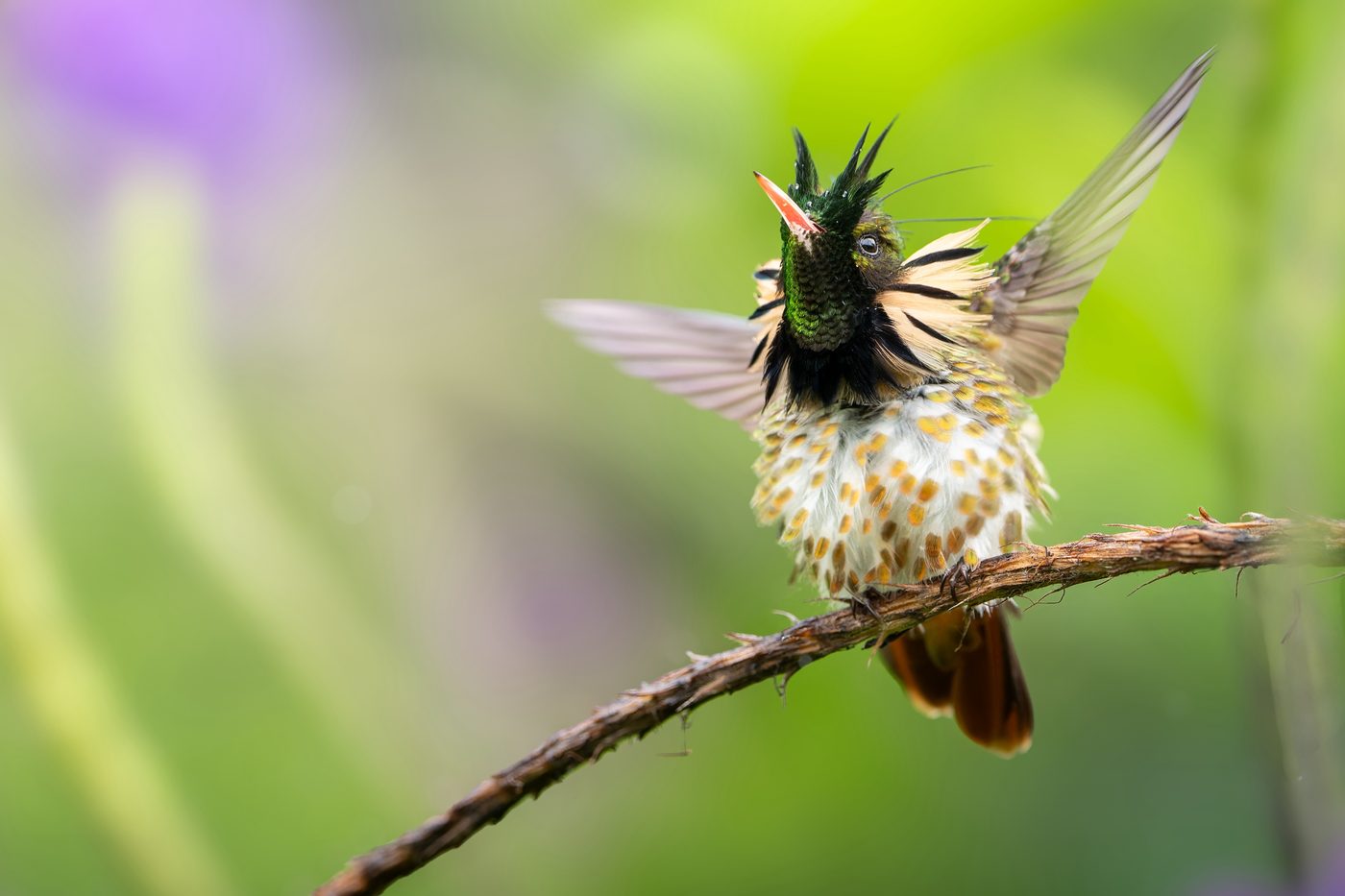 Male Black-crested Coquette on a thin twig, crest raised, collar flared and wings open