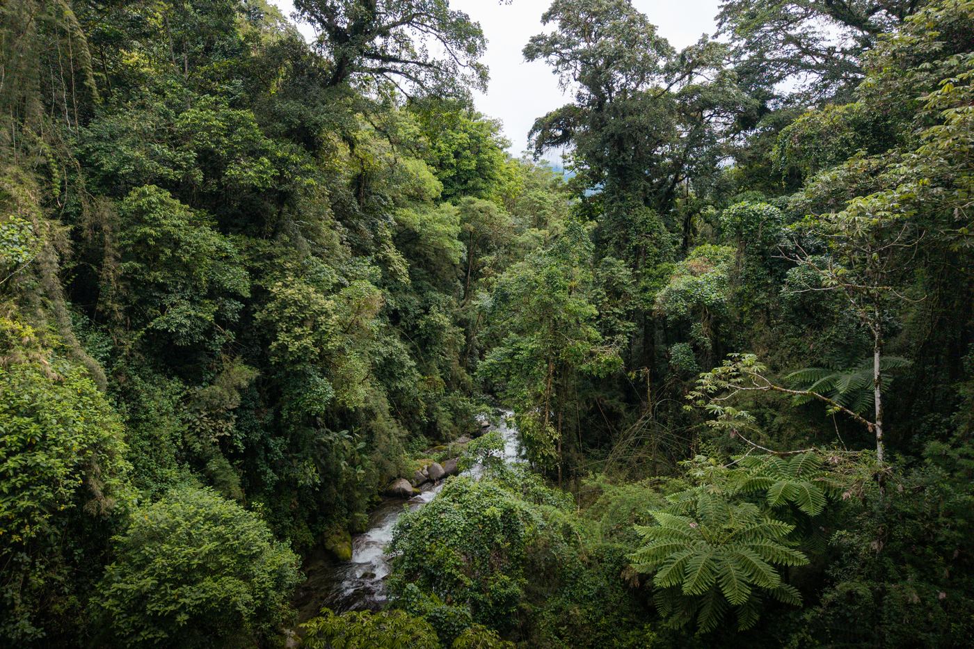 Looking down into a forested gorge, a stream running between tree ferns and tall canopy