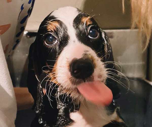 Top 5 Best Shampoo for Bernedoodles (and our favourite)