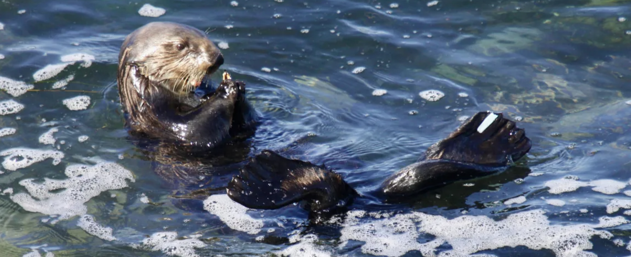 A grinning sea otter paddling off with a stolen surfboard while a surfer watches, and it’s all true