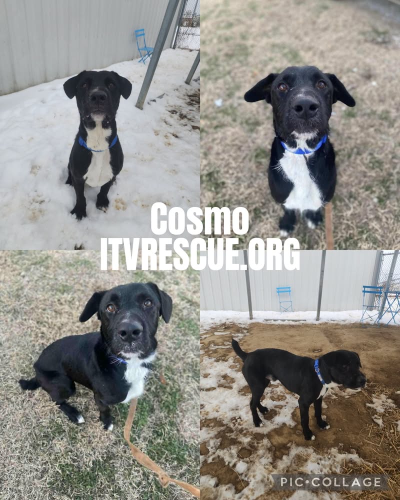 Cosmo, a 6-year-old Labrador mix