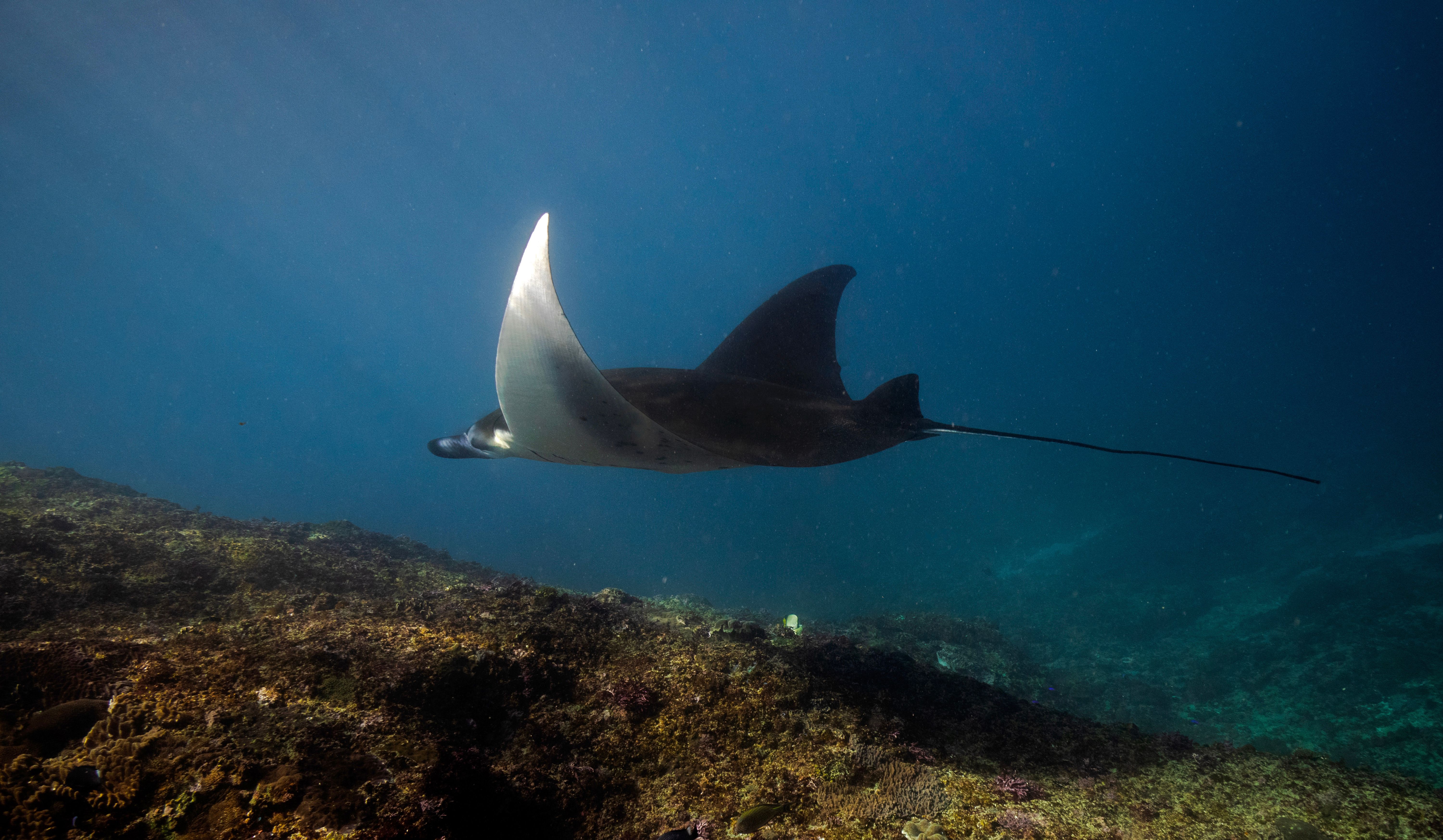 September Is Manta Season — Here's Where to Go Right Now