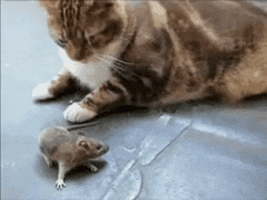 A scared cat