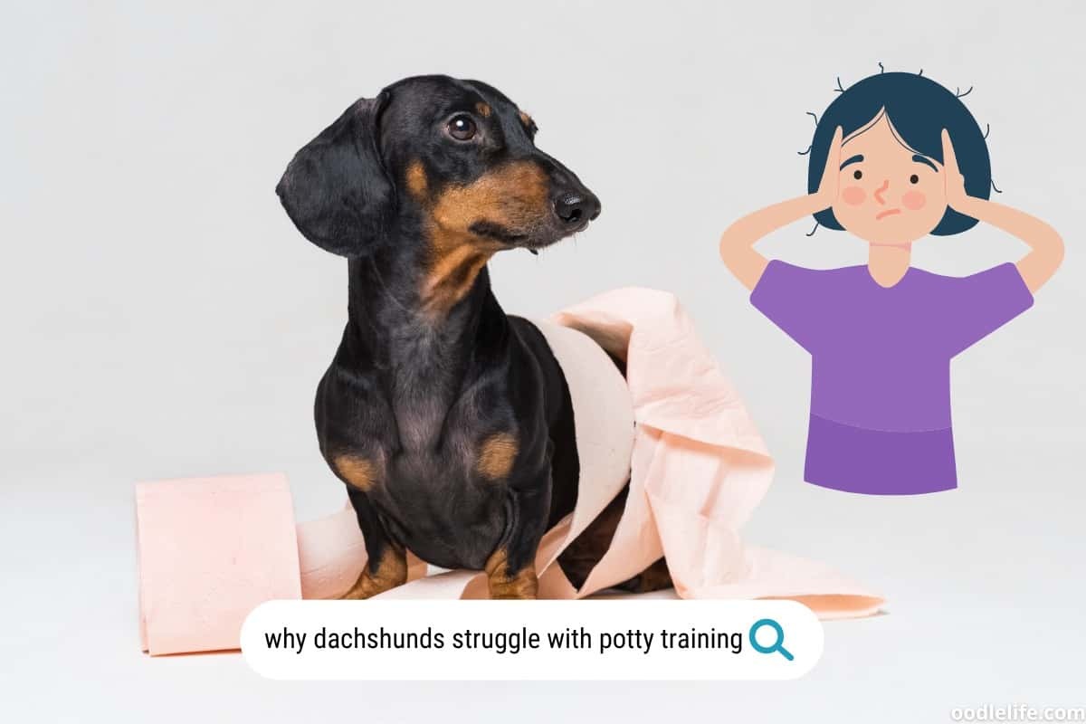 Why Dachshunds Are Hard to Potty Train Expert Insights
