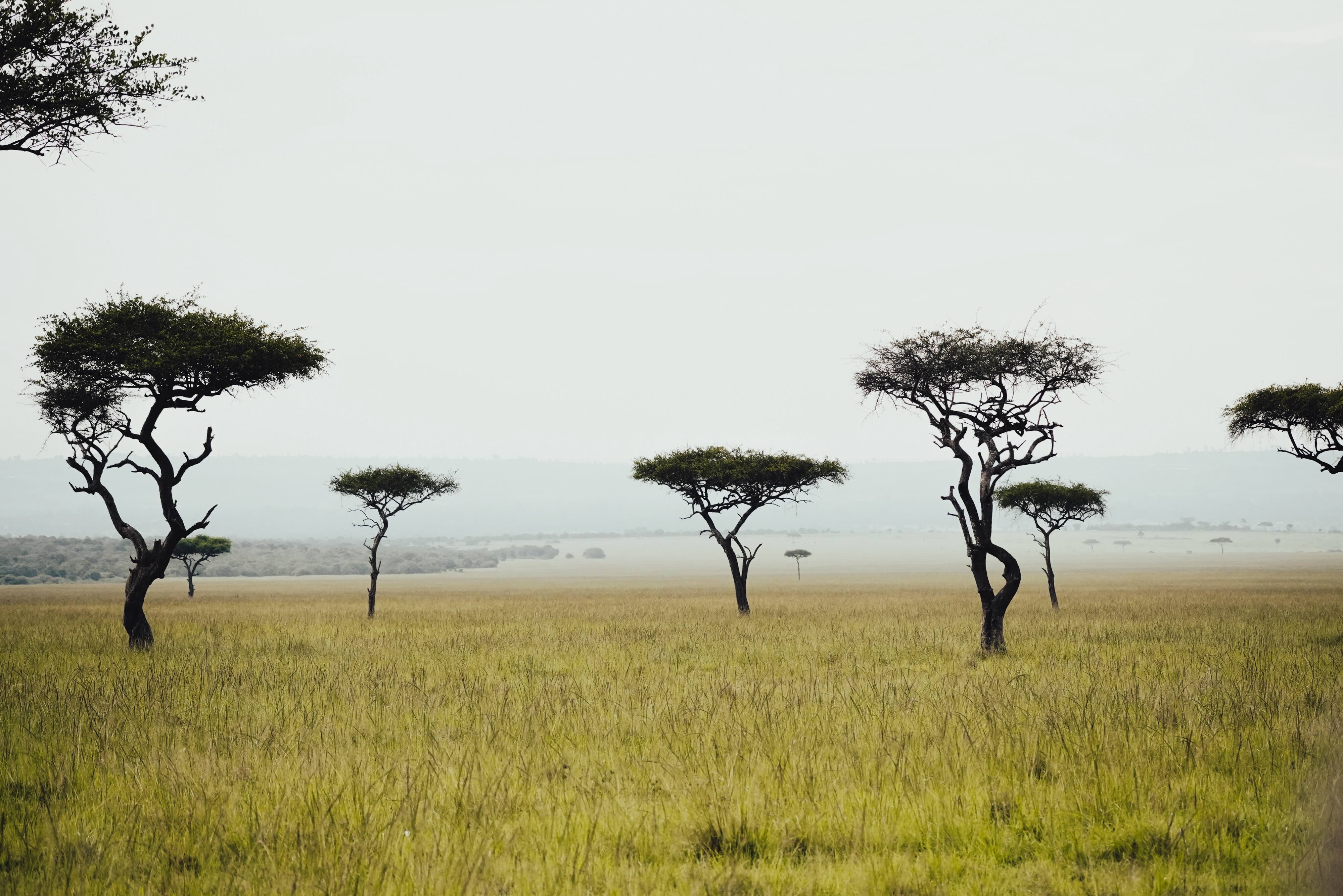 Savanna landscape in the Maasai Mara