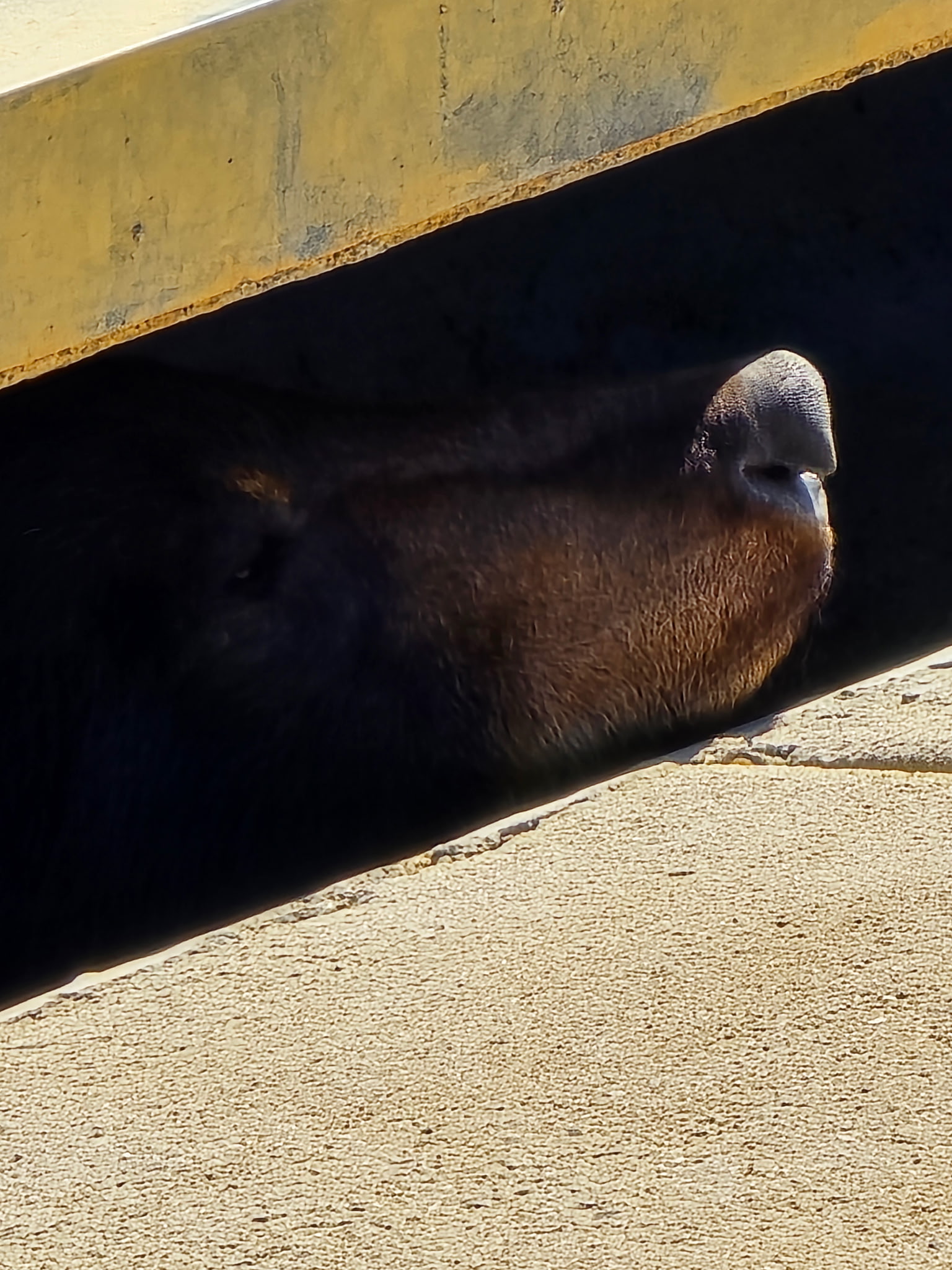 A bear hanging out in a storm drain in Virginia