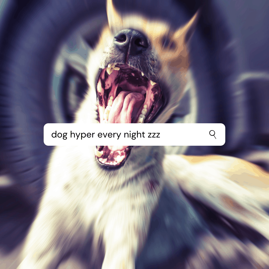 Why is my Dog so Hyper at Night? [Solutions]