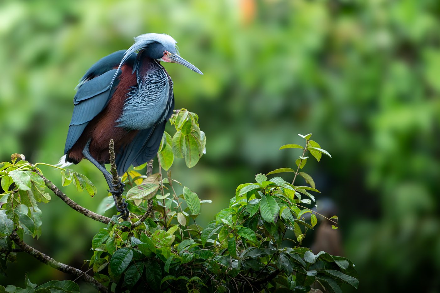 Agami Heron in breeding plumage perched on top of a shrub, pale blue crest plumes visible