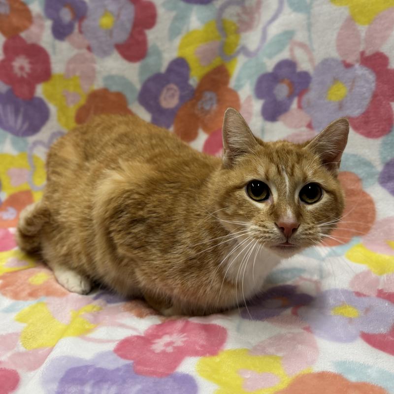 Sweet orange cat, Animal ID 827037
