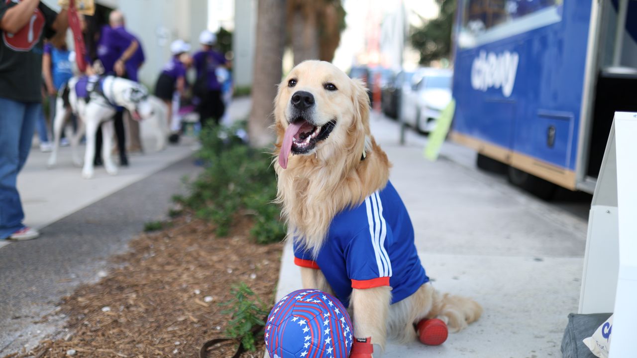 A comfort dog at a Miami World Cup fan pop-up.