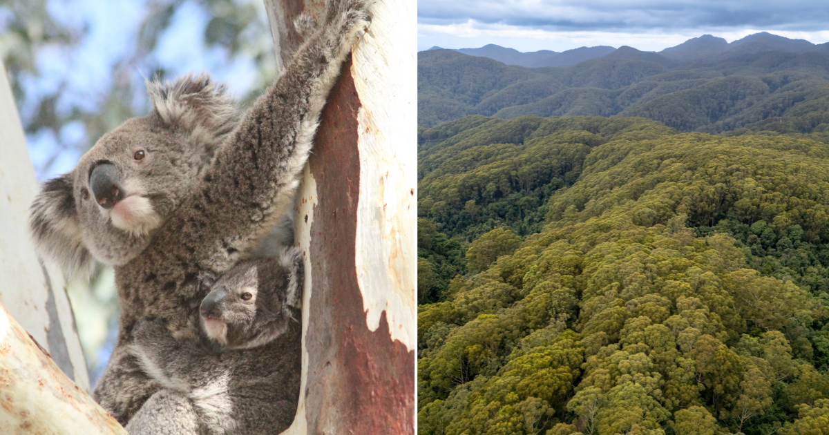 A stop to logging and boundary outlines: What’s next for the Great ...