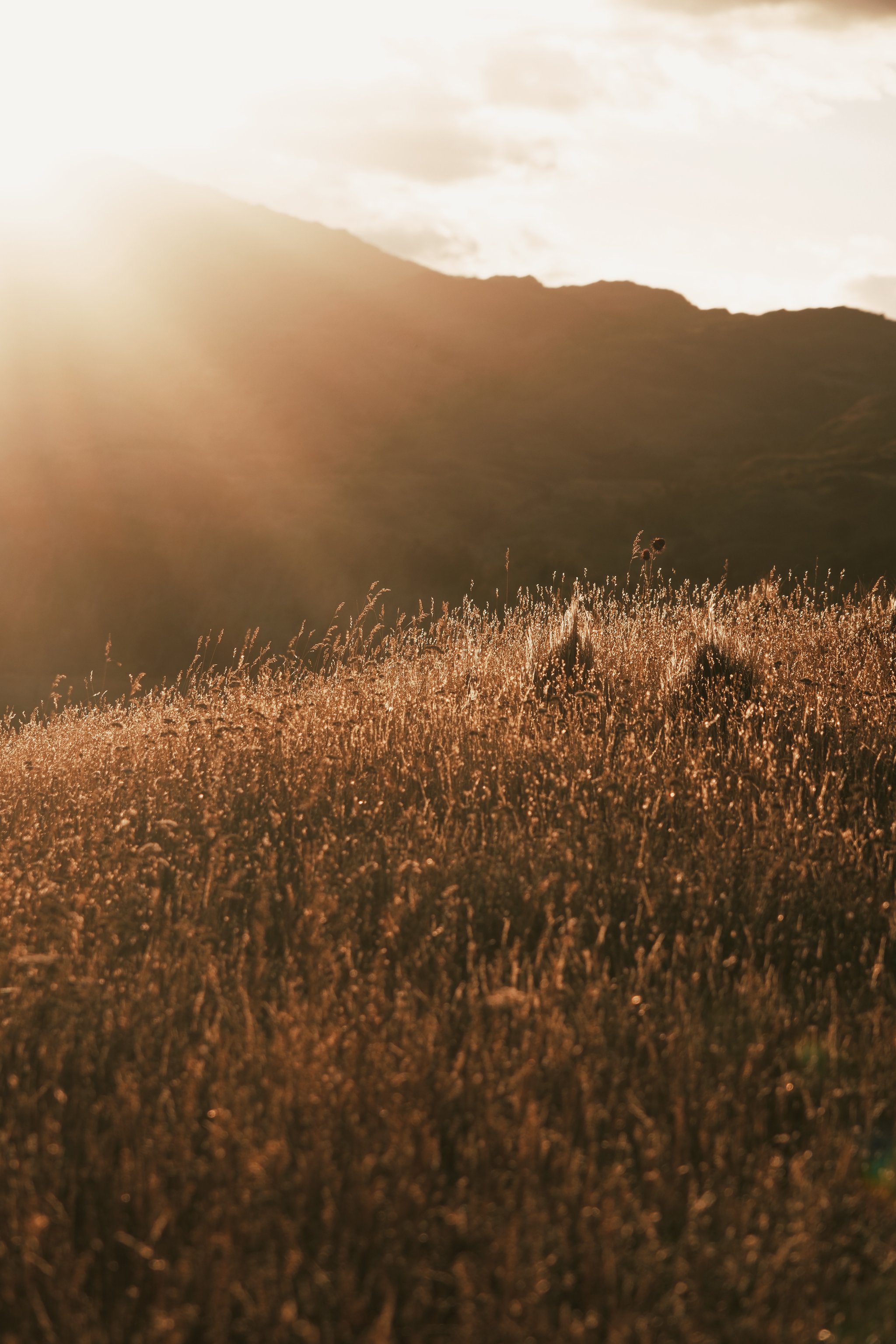 Sunlight falling across grassland in Patagonia National Park
