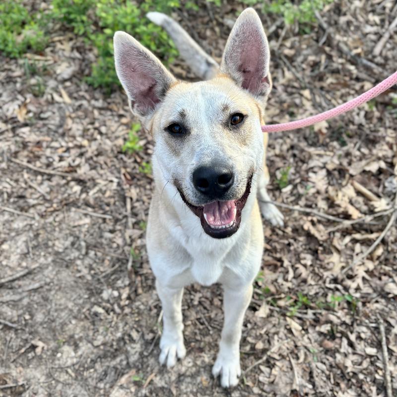 Flukie adoptable dog