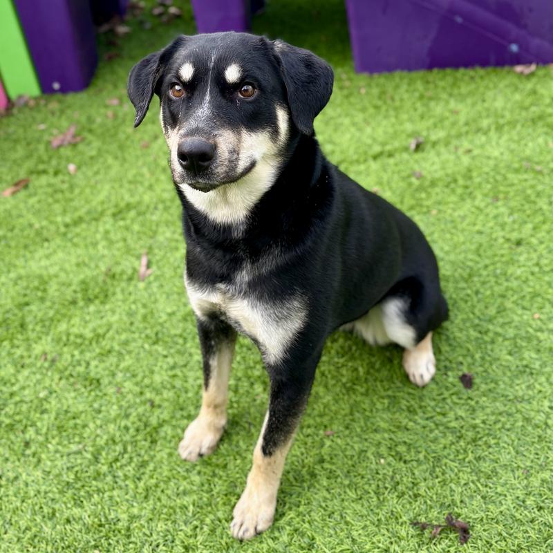 Luna - Adoptable Dog