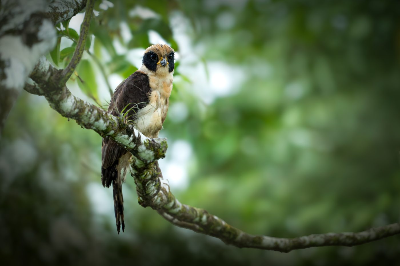 Laughing Falcon perched on a lichen-covered branch, black mask and buffy head