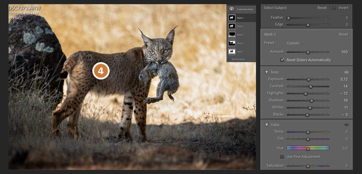 Lightroom with the Select Subject mask used for the fur and its slider values