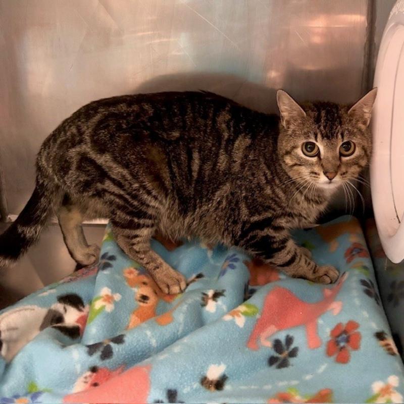 Barn cat 836190