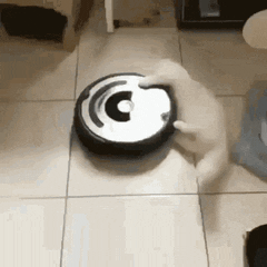 A cat spinning on a record turntable