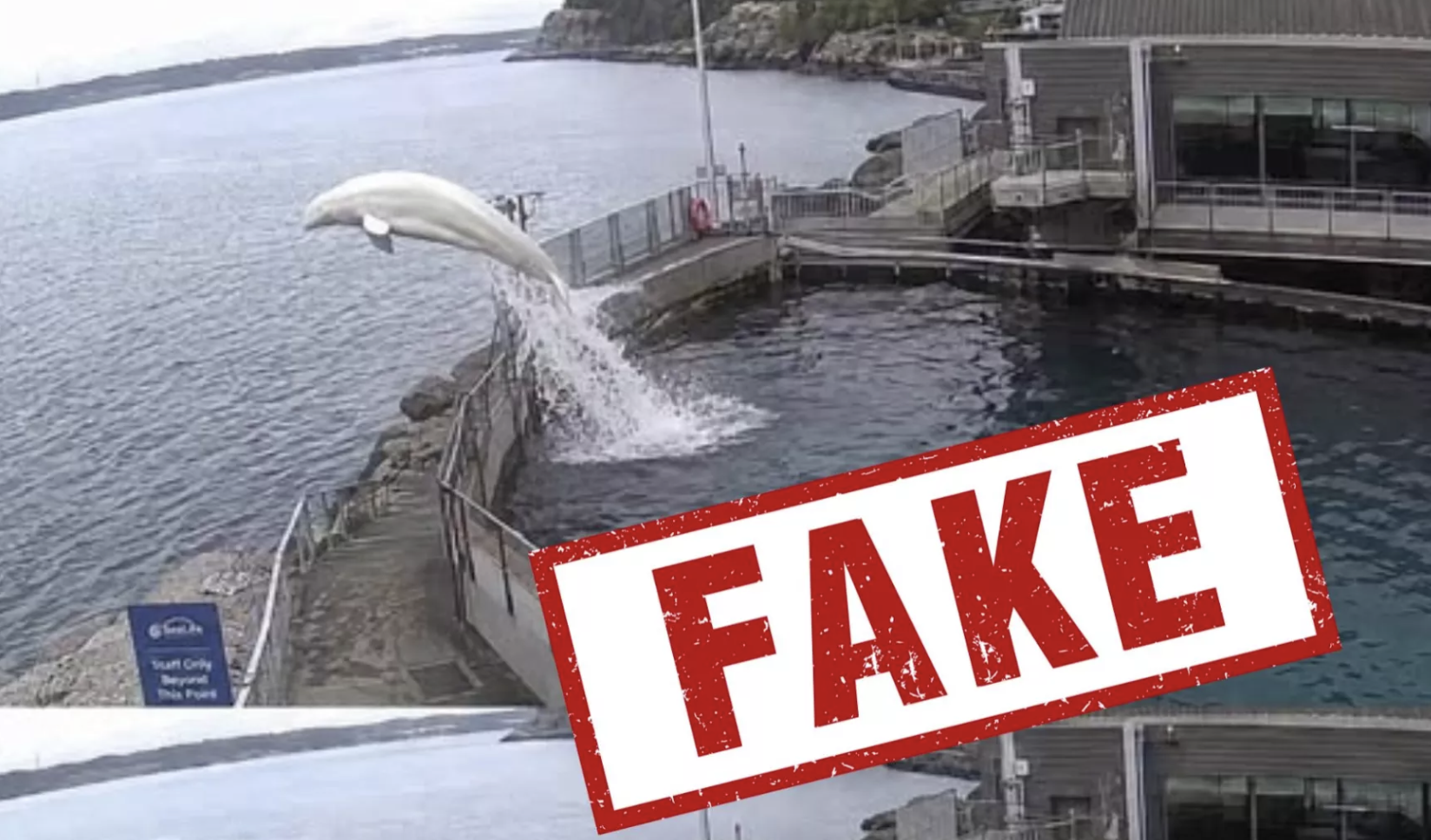 A beluga whale leaping over a fence into freedom that a research facility says never happened, not once, in 25 years