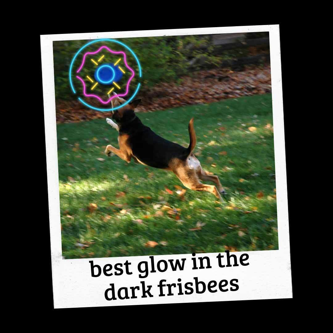 Top 4 Glow In The Dark Frisbee For Dogs Reviews Top 4 glow in the dark frisbee for dogs reviews