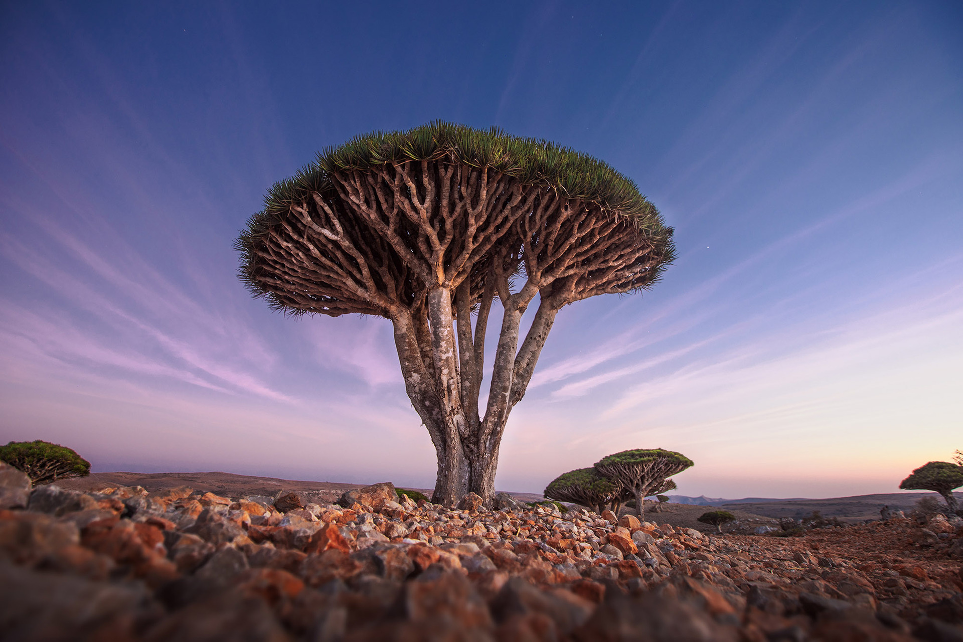 Rare Canadian Tree Four of the Most Rare Trees in the World