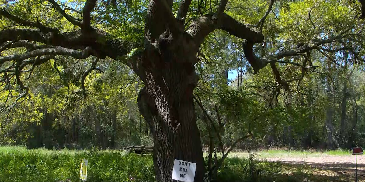 How Sol Legare's 200-year-old oak was saved