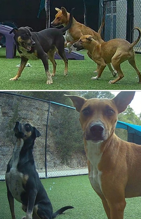 Finn and Brooklyn, adoptable dogs at the Jefferson County Animal Resource Center