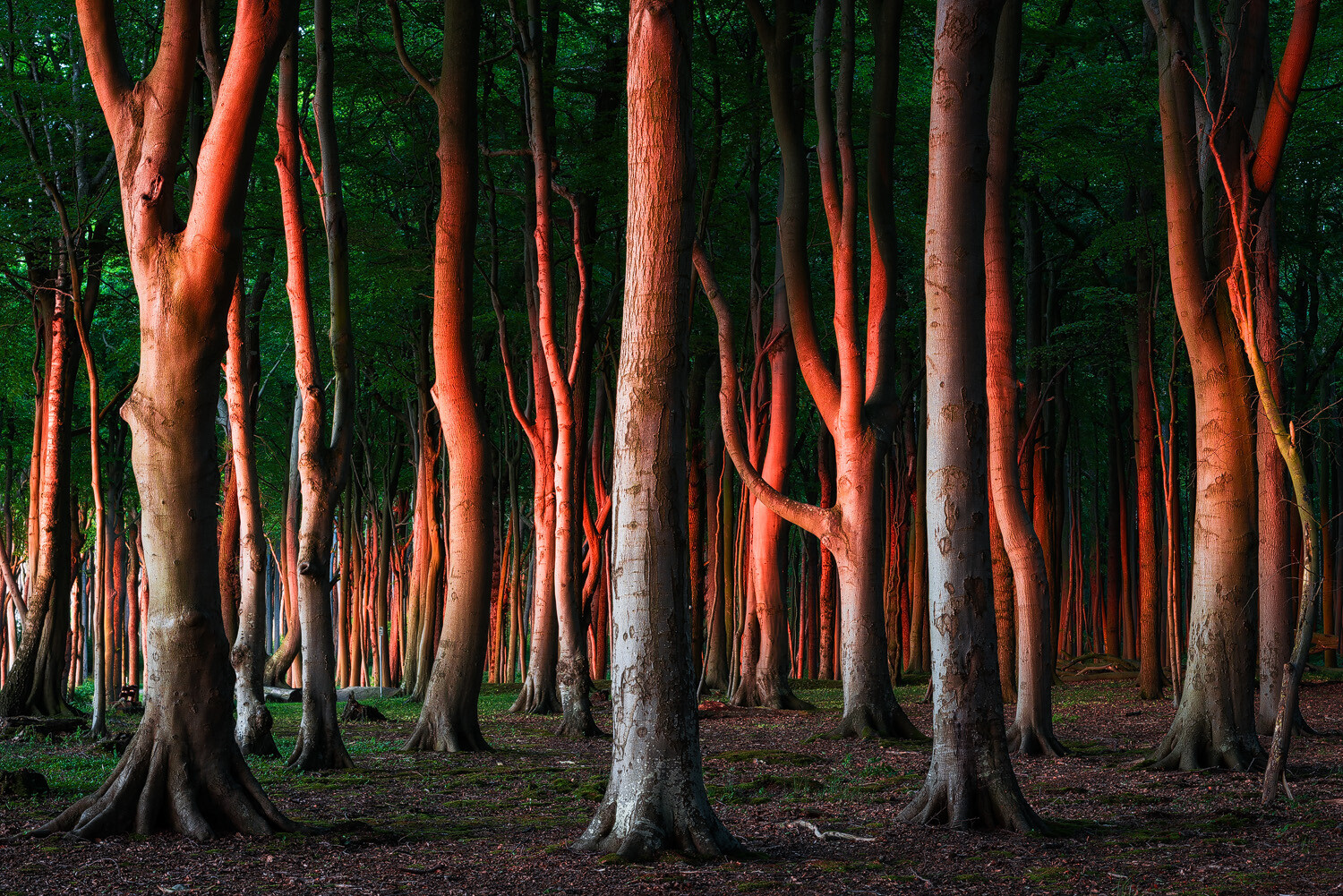 Fairy Trees of the Baltic Coast
